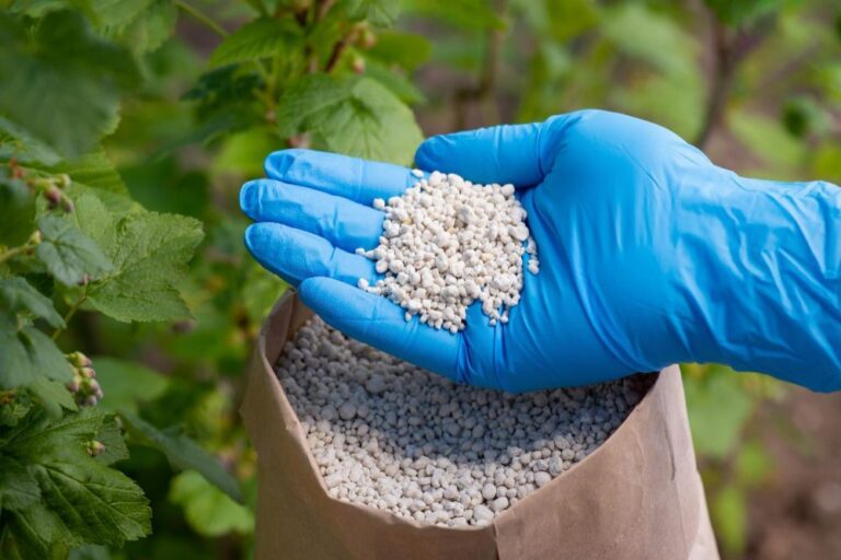 Cum alegi fertilizanții potriviți pentru horticultura ornamentală